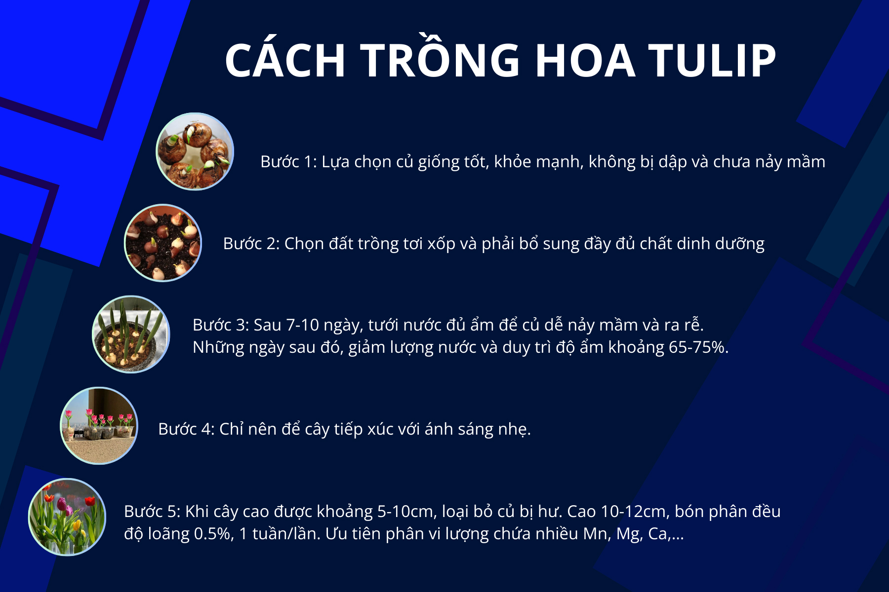 cách chăm sóc các loại hoa tulip