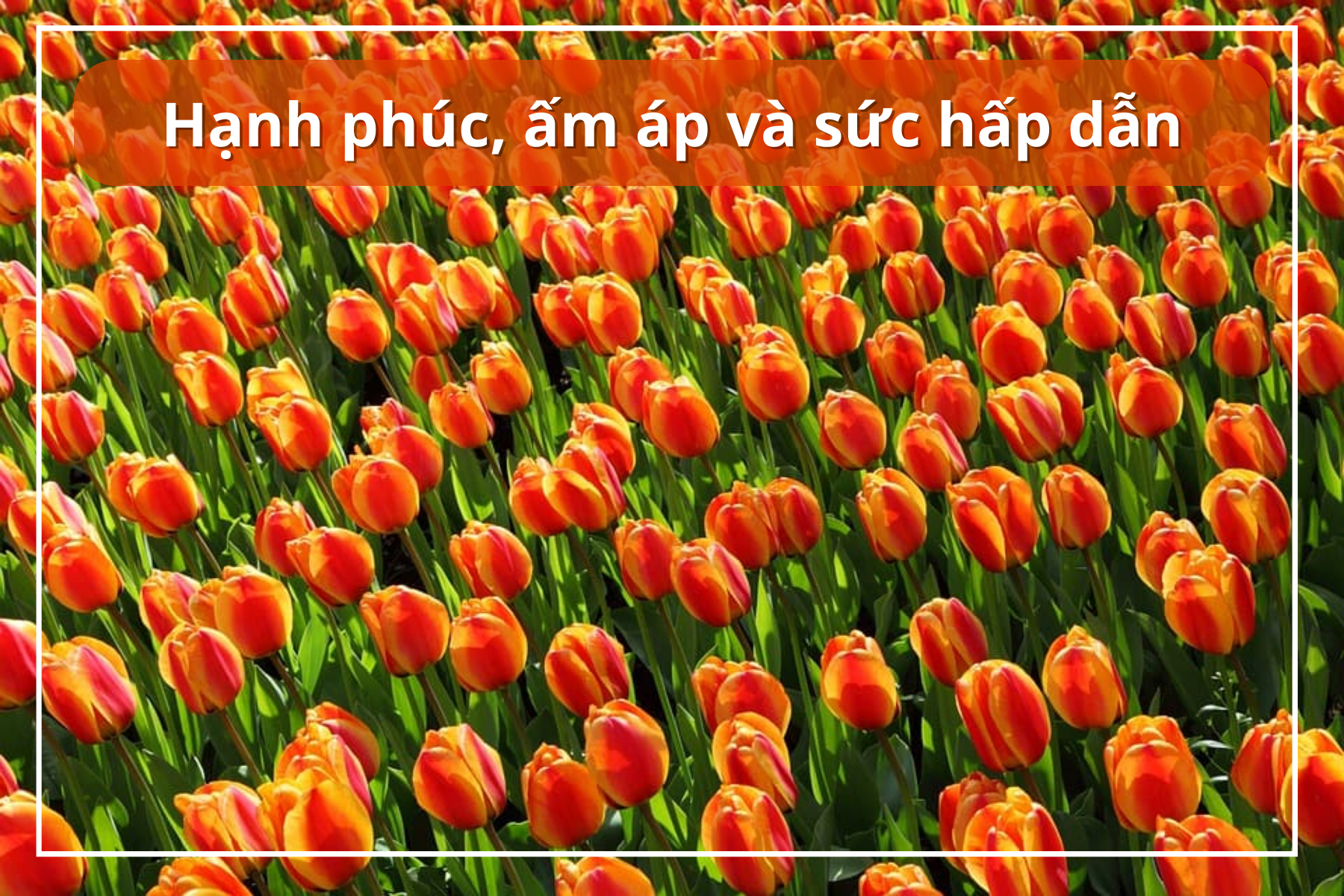 ý nghĩa hoa tulip cam