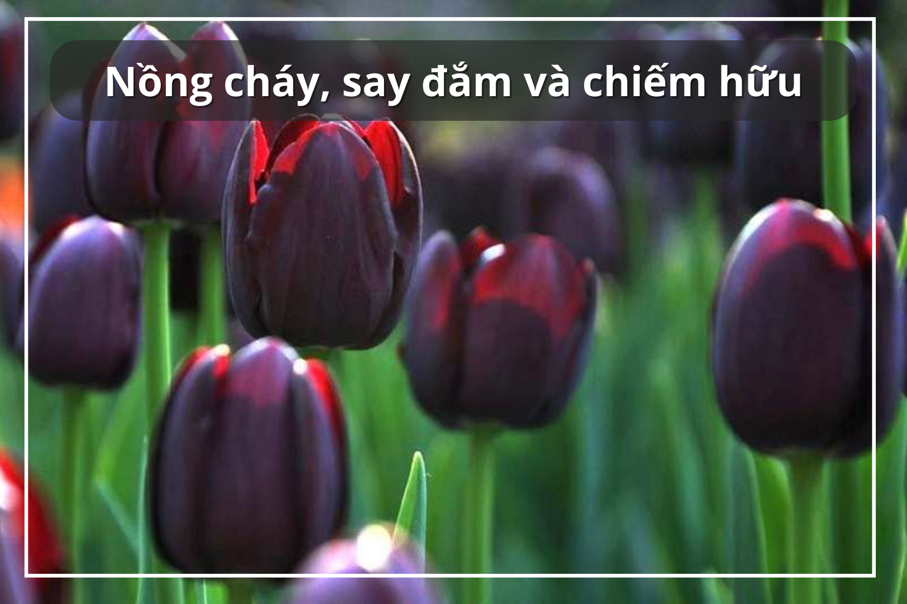 hoa tulip đen ý nghĩa gì