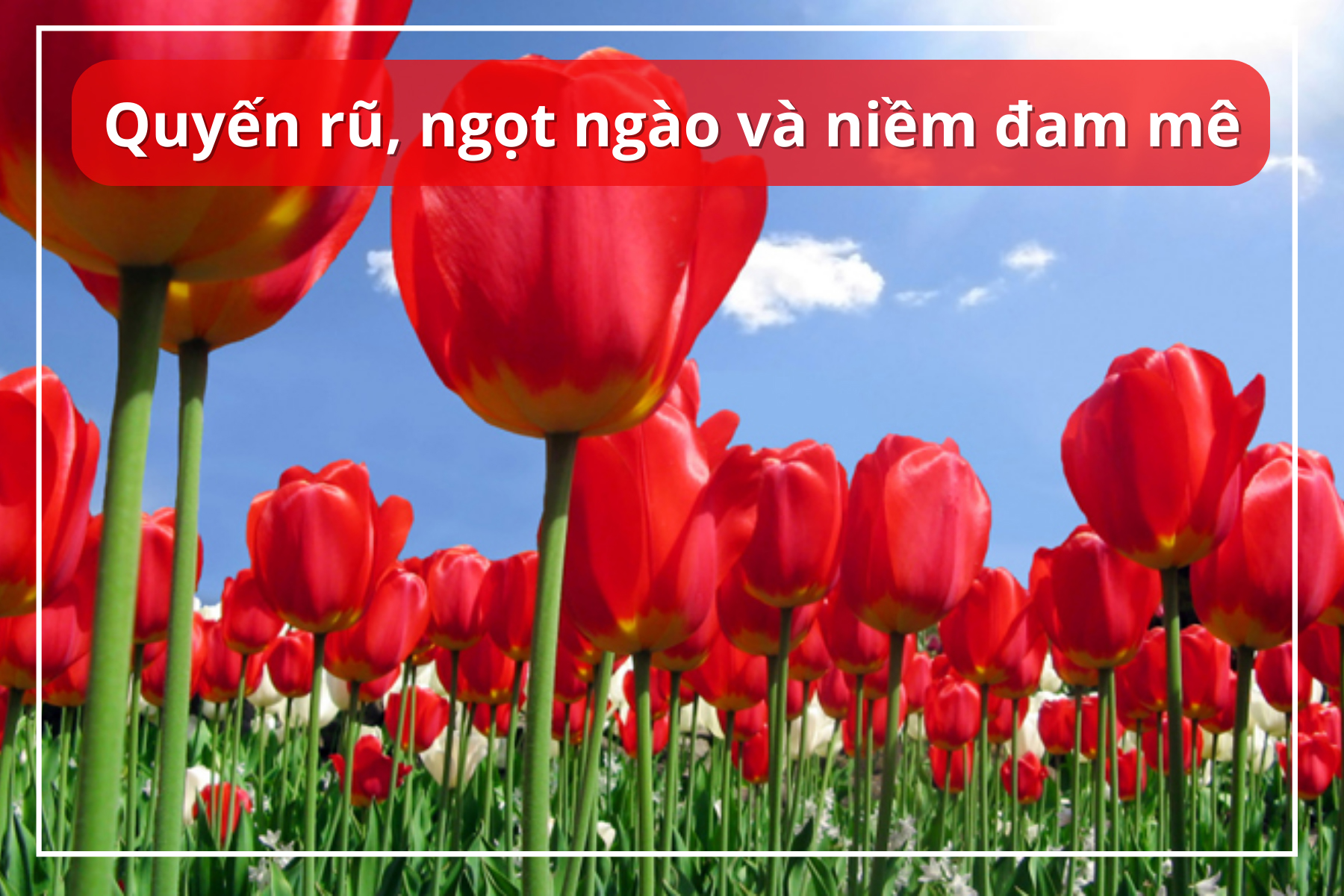 ý nghĩa hoa tulip đỏ